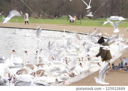 Children feeding swans on the Round Pond at Kensington Palace, London Children feeding swans on the Round Pond at Kensington Palace, London 125012689