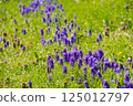 穆斯卡里鮮花盛開在春天領域 125012797