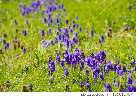 Muscari flowers blooming in spring field Muscari flowers blooming in spring field 125012797