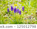 草原上盛開的穆斯卡里 125012798