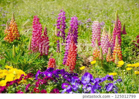 Colorful Russell Lupine 125012799