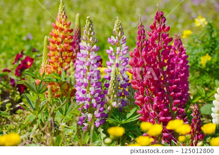 多彩的羅素羽扇豆 125012800