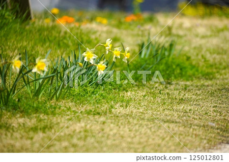 Narcissus flowers blooming on the roadside 125012801