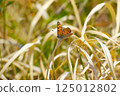 棲息在草地上的紅耳蛤 125012802