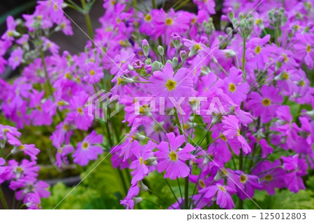 Primulae in full bloom 125012803