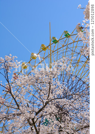 Sakura in full bloom and Ferris wheel 125012898