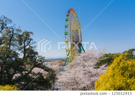 Sakura in full bloom and Ferris wheel Sakura in full bloom and Ferris wheel 125012913