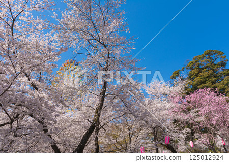 Sakura in full bloom and Ferris wheel Sakura in full bloom and Ferris wheel 125012924