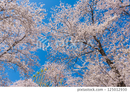 Sakura in full bloom and Ferris wheel 125012930