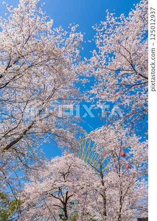 Sakura in full bloom and Ferris wheel Sakura in full bloom and Ferris wheel 125012937