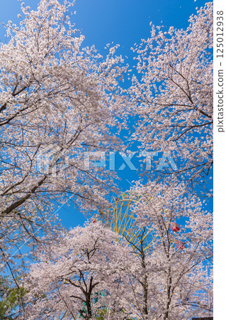 盛開的櫻花和摩天輪 125012938