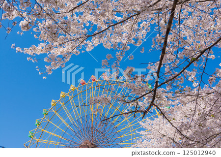 盛開的櫻花和摩天輪 125012940