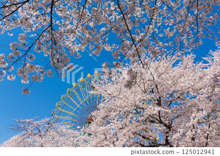 盛開的櫻花和摩天輪 125012941