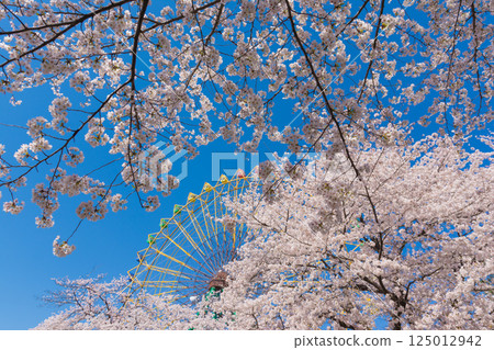 盛開的櫻花和摩天輪 盛開的櫻花和摩天輪 125012942