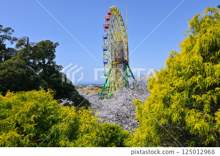 盛開的櫻花和摩天輪 125012968