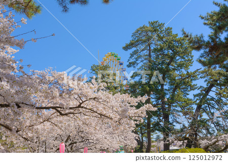 Sakura in full bloom and Ferris wheel 125012972
