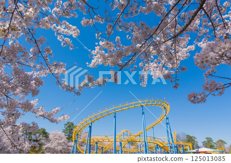 Amusement park of cherry blossoms and flower garden park of full bloom Amusement park of cherry blossoms and flower garden park of full bloom 125013085
