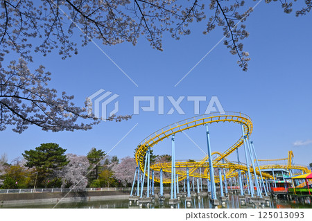 Amusement park of cherry blossoms and flower garden park of full bloom 125013093