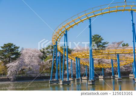Amusement park of cherry blossoms and flower garden park of full bloom 125013101