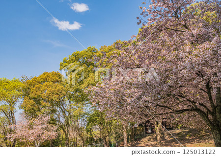 Spring Nara park 125013122