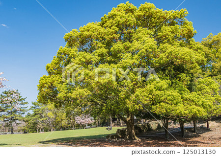 奈良公園新綠 奈良公園新綠 125013130