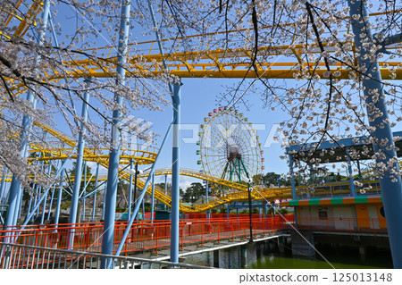 Amusement park of cherry blossoms and flower garden park of full bloom 125013148