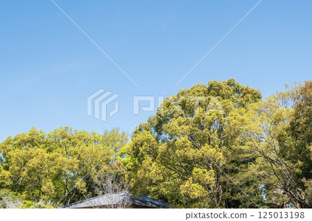 奈良公園新綠 奈良公園新綠 125013198