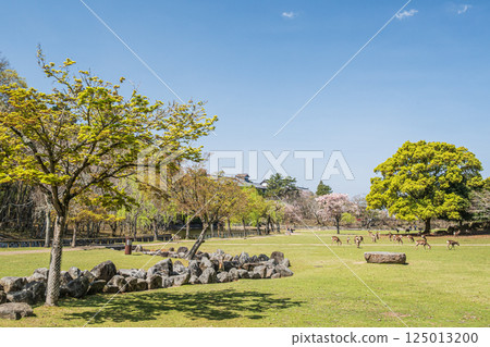 Fresh greenery in Nara Park Fresh greenery in Nara Park 125013200