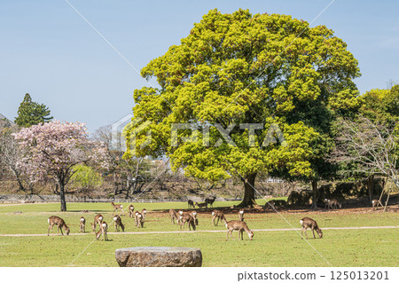 Fresh greenery in Nara Park: Herd of deer 125013201