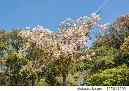 奈良公園的櫻花 125013203
