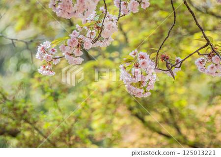 奈良公園的櫻花 125013221