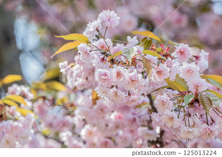 Sakura in Nara Park 125013224