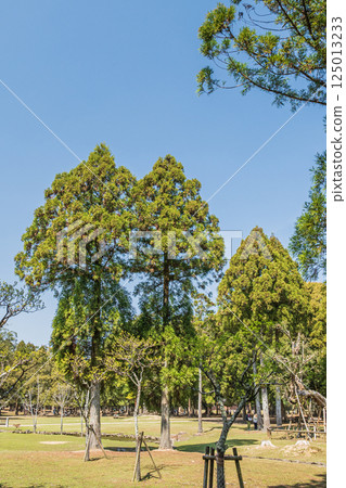 Fresh greenery in Nara Park Fresh greenery in Nara Park 125013233