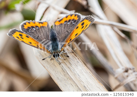 A copper butterfly resting on dead grass 125013340