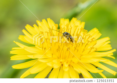 Pterodactylus (male) Pterodactylus (male) 125013351