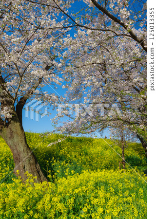 Kumagaya cherry blossoms in full bloom Kumagaya cherry blossoms in full bloom 125013355