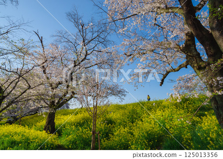 Kumagaya cherry blossoms in full bloom Kumagaya cherry blossoms in full bloom 125013356