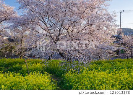 熊谷櫻花盛開 125013378