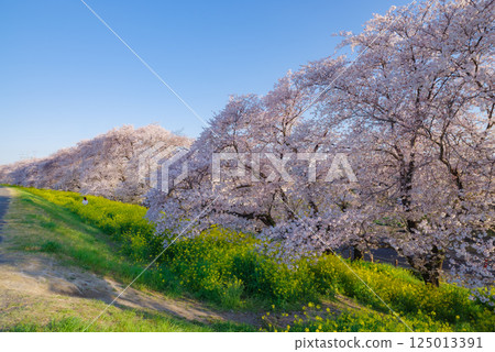 熊谷櫻花盛開 125013391