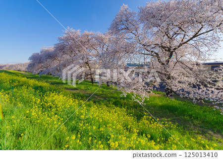 Kumagaya cherry blossoms in full bloom Kumagaya cherry blossoms in full bloom 125013410