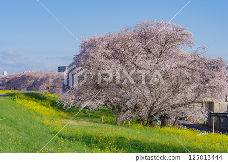 熊谷櫻花盛開 熊谷櫻花盛開 125013444
