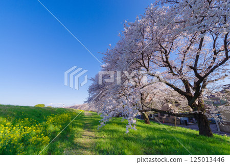 熊谷櫻花盛開 125013446