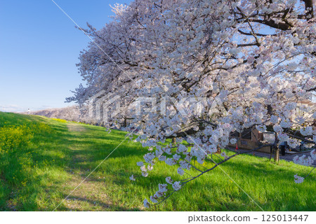 熊谷櫻花盛開 125013447