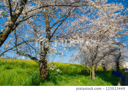 Kumagaya cherry blossoms in full bloom 125013449