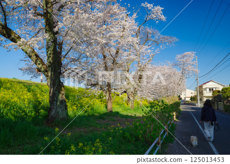 Kumagaya cherry blossoms in full bloom 125013453