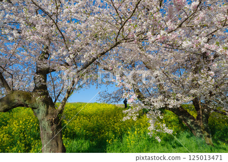 Kumagaya cherry blossoms in full bloom Kumagaya cherry blossoms in full bloom 125013471
