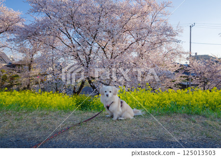Kumagaya cherry blossoms in full bloom Kumagaya cherry blossoms in full bloom 125013503