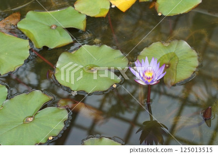 漂浮在水的蓮花 漂浮在水的蓮花 125013515