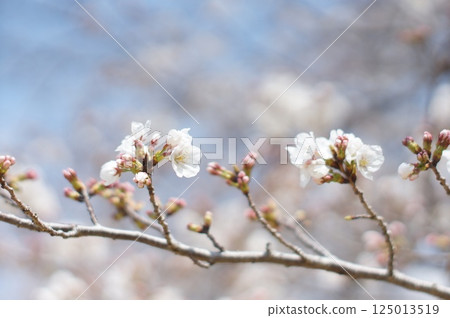 櫻花盛開預示著春天的到來 125013519