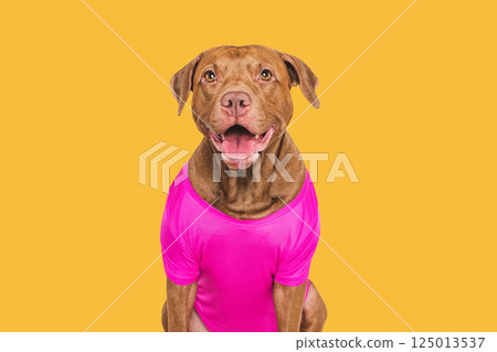 Cute dog and stylish T-shirt. Studio shot Cute dog and stylish T-shirt. Studio shot 125013537